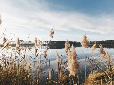 Als regionaler Immobilienmakler für Wesel schätzen wir besonders den Mix zwischen Natur und Stadtleben. Das Foto zeigt daher einen idyllischen, von Schilf umgebenen See.